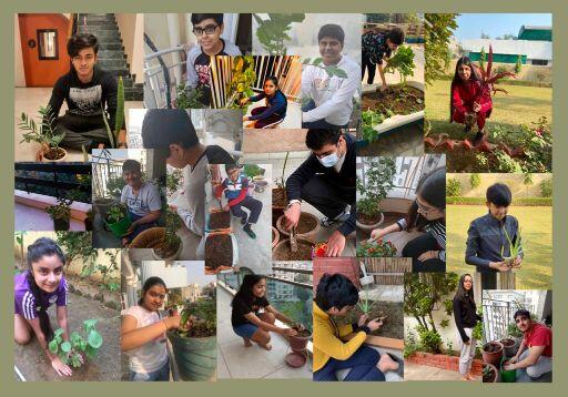 Tree Plantation Drive by school